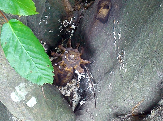 На Свалявщині у дереві виявили мінометну міну часів Другої світової війни