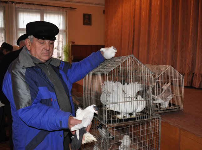 Мукачівські поціновувачі пернатих зібрались на щорічну виставку голубів