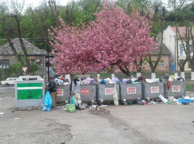 На "Перечинському" автовокзалі в Ужгороді над сміттєвими баками зацвіла сакура