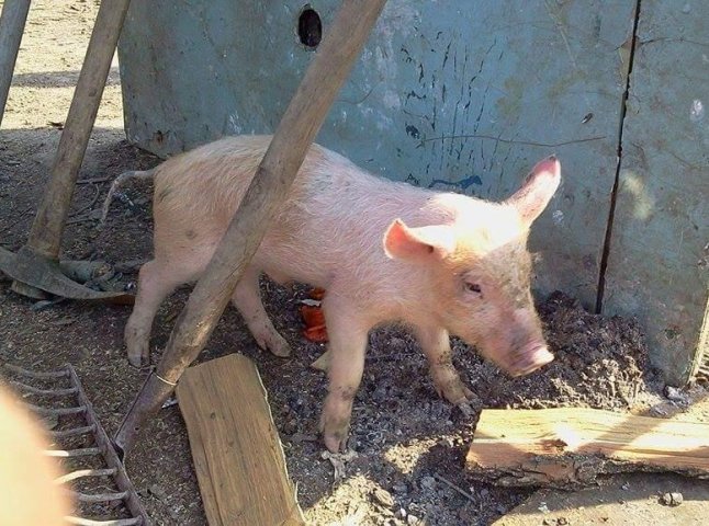 Прикордонники із Закарпаття, які служать у зоні АТО, взяли собі порося та мріють про корову (ФОТО)