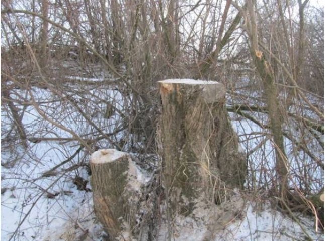 Закарпатські та угорські прикордонники викрили факт вирубки дерев на кордоні