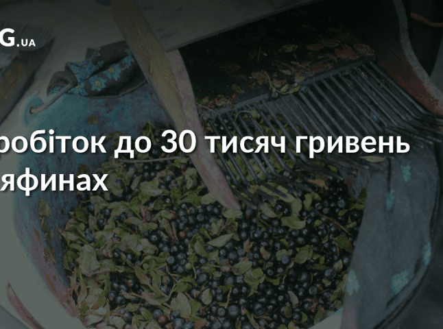Заробіток до 30 тисяч гривень: як закарпатці збирають яфини