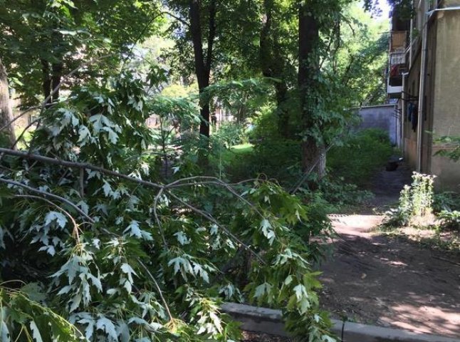 Дерево, яке впало в Ужгороді, наробило чимало біди