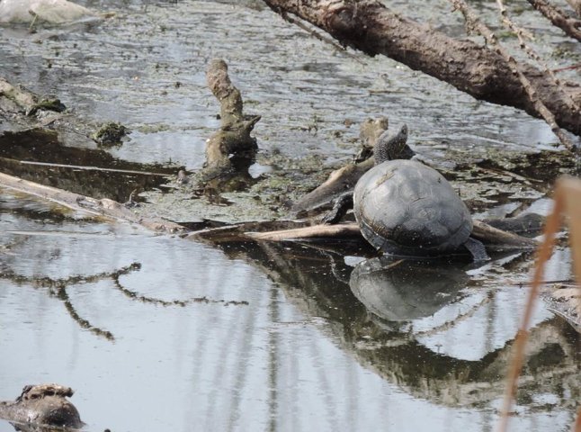 У Берегові у каналі Верке виявили черепах (ФОТО)