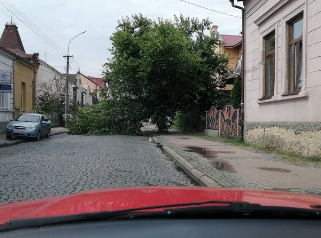На одній із вулиць Мукачева впало дерево. Рух ускладнено