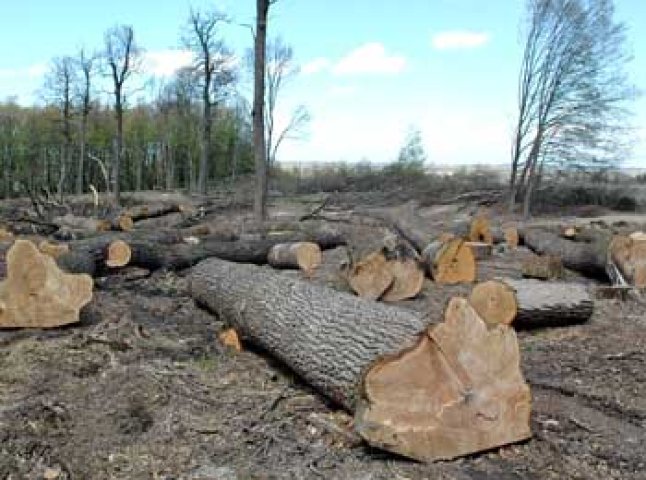 Вирубування закарпатських лісів зросло на 14,2%