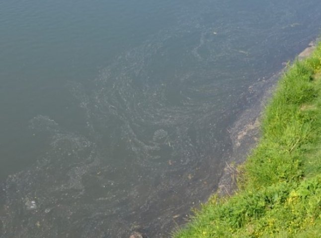 Річку Уж знову вкрила невідома брудна плівка (ФОТОФАКТ)