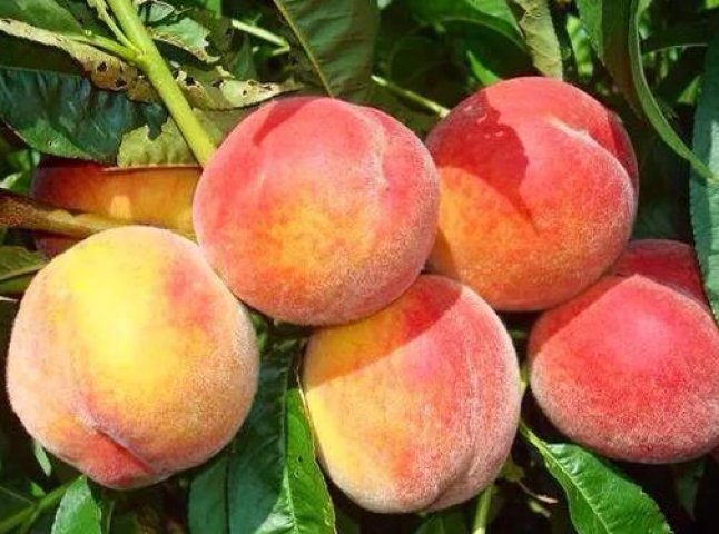 На Закарпатті очікують 70% недозбору врожаю абрикосів і персиків
