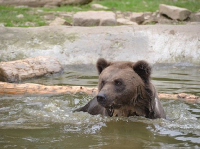 Жителька реабілітаційного центру для бурих ведмедів адаптувалася до нових умов