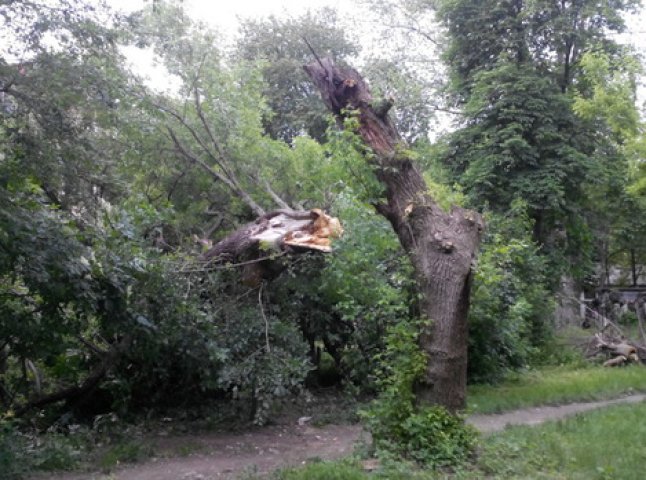 Внаслідок буревію сьогодні в Ужгороді станом на 14.00 впало 29 дерев