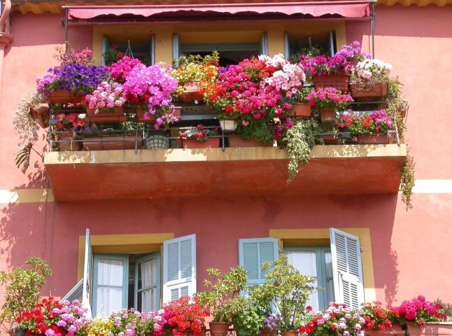 Які квіти навесні садити на балконі