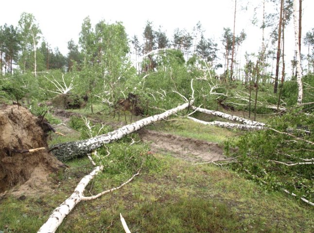 Сильний буревій у Ганичах повалив дерева та електроопори