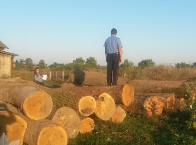 На одній із пилорам Берегівщини виявлено "лівого" кругляку дуба на 180 тисяч гривень