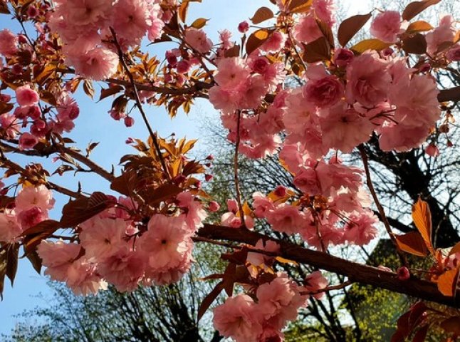 Мукачево потопає у рожевому цвіті сакур