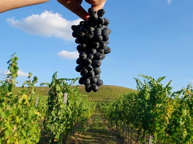 На Берегівщині угорці відзначатимуть свято виноградного урожаю