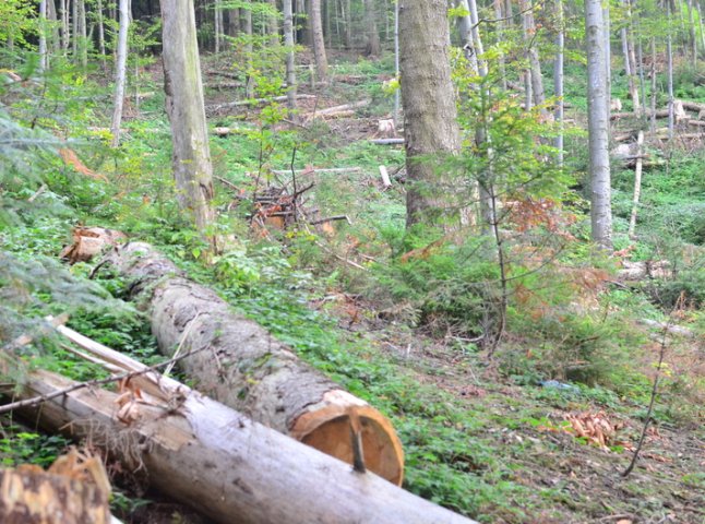 На Великоберезнянщині невідомі зрубали 36 дерев бука