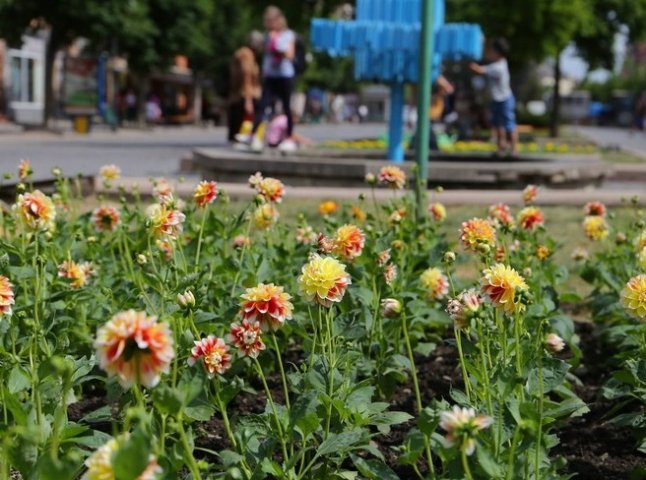 У центрі Мукачева висадили сотні квітів