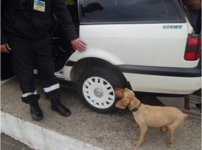 На Закарпатті вбили службову собаку, яка виявляла тютюнову контрабанду