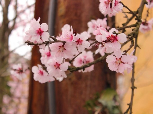 Цвітіння дерев у Мукачеві: краса у центрі міста