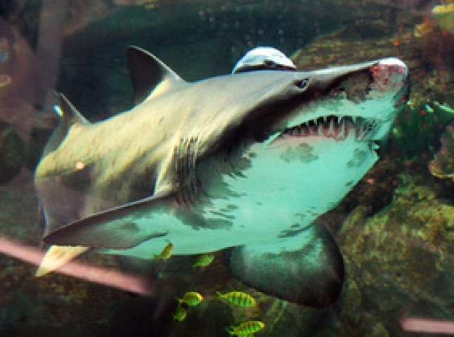 У Ocean Plaza заявляють, що акула в їхньому торговому центрі ще жива