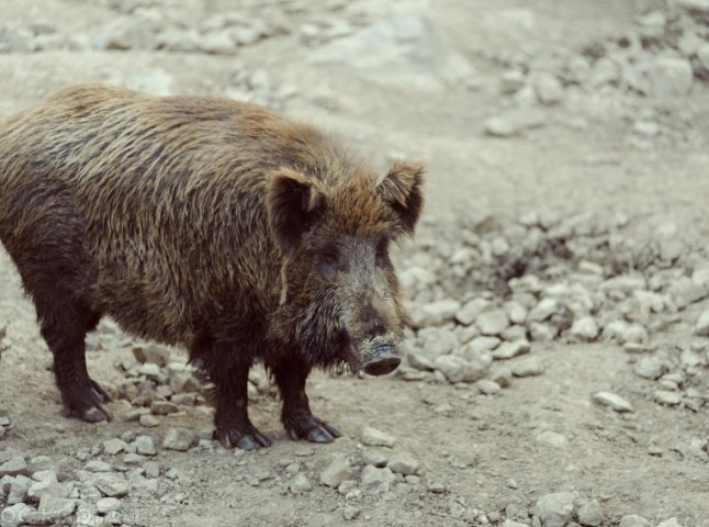 На Виноградівщині у загиблих диких кабанів виявили африканську чуму свиней, – ЗМІ 
