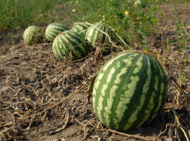 Як на Закарпатті цьогоріч кавуни вирощують