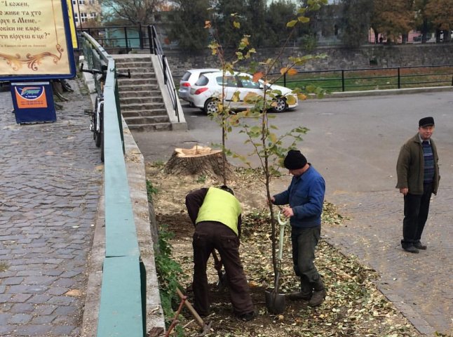 Біля пішоходного мосту в Ужгороді висаджують нові дерева
