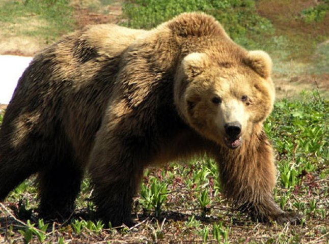 Національний парк "Синевир" поповнився новим бурим ведмедем (ВІДЕО)
