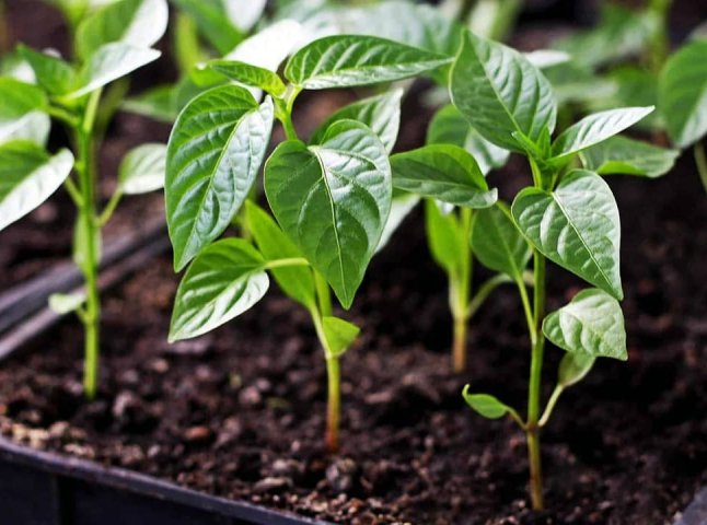 Коли сіяти перець на розсаду у 2026 році: є 2 підходящі періоди