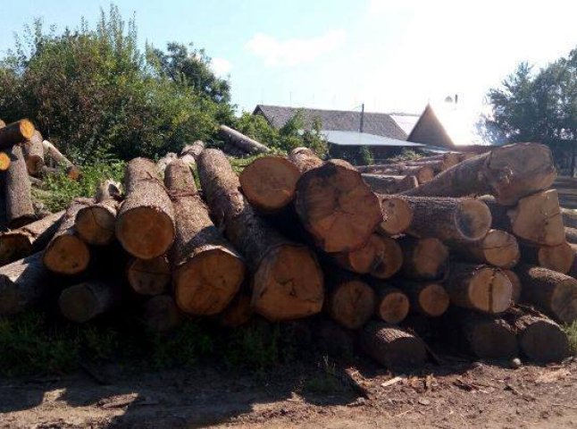 У ході обшуку на Хустщині виявлено понад 70 куб.м деревини цінних порід     