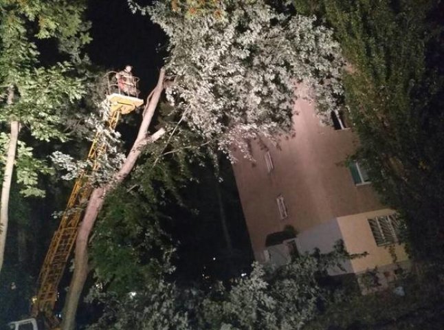 В Ужгороді дерево впало на багатоповерхівку