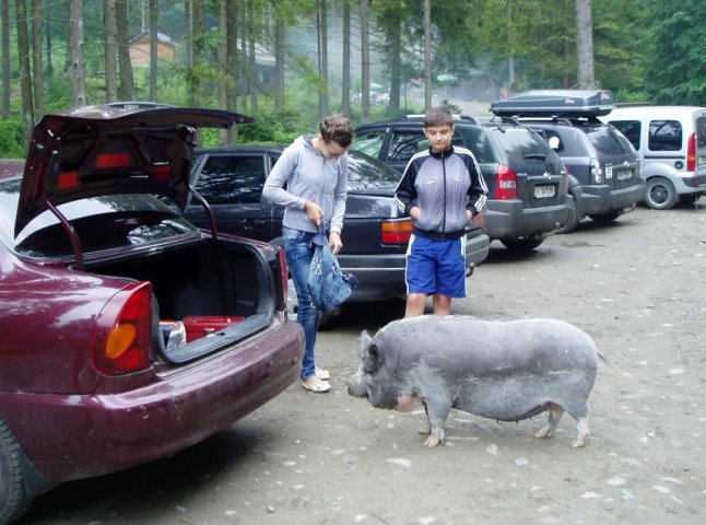На Закарпатті біля водоспаду Шипіт незвичайна свиня розважає туристів