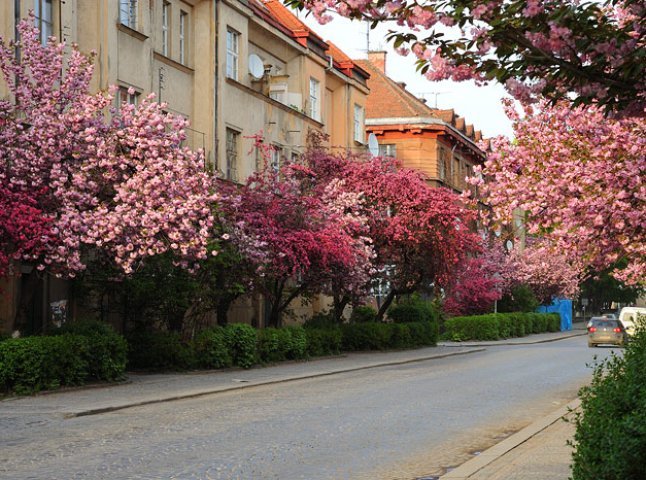 Очікується, що в Ужгороді сакура зацвіте вже у перших тижнях квітня