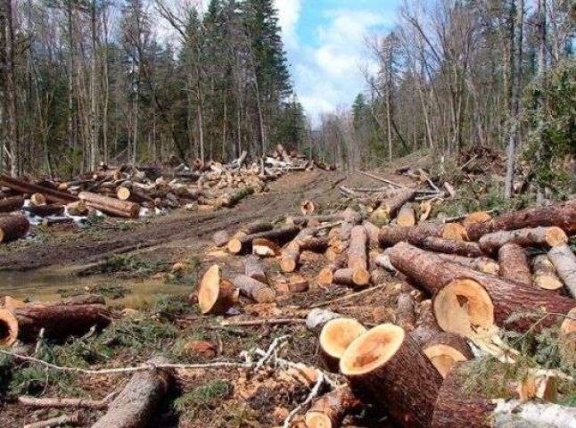 Шмигаль заявив, що в Україні посадили більше лісів, ніж вирубали