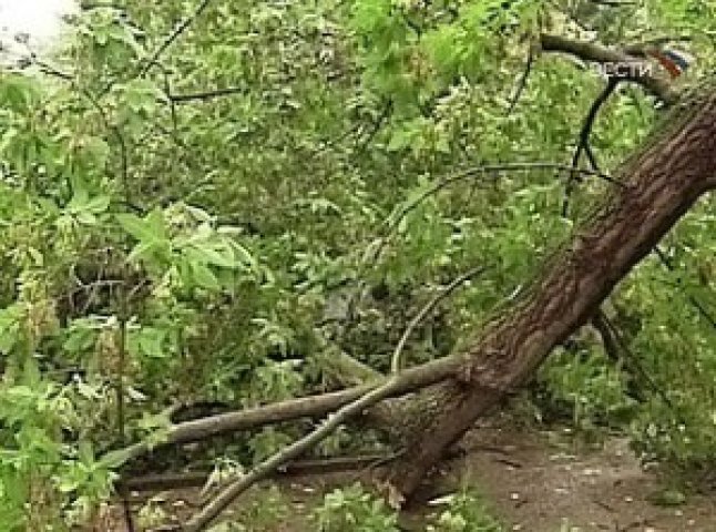 Дерево впало на дорогу у Хусті