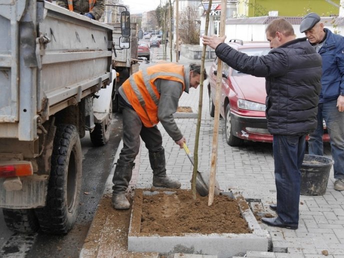 На одній з вулиць Ужгорода посадили дерева – 01