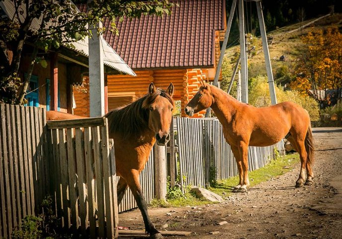 В Ужгороді відкрили фотовиставку, присвячену життю та побуту в Карпатах (ФОТО) – 17