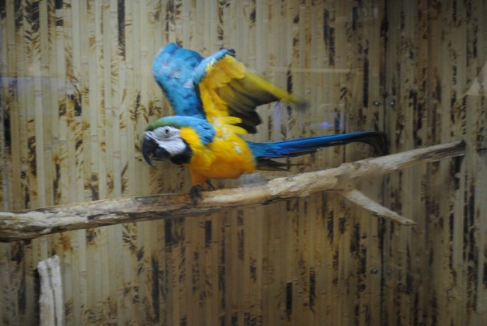 У Мукачеві відкрили виставку риб (ФОТОРЕПОРТАЖ) – 10