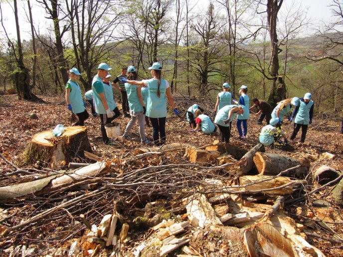 На місці вирубаного лісу у Мукачівському районі висадили цінні породи дерев – 02