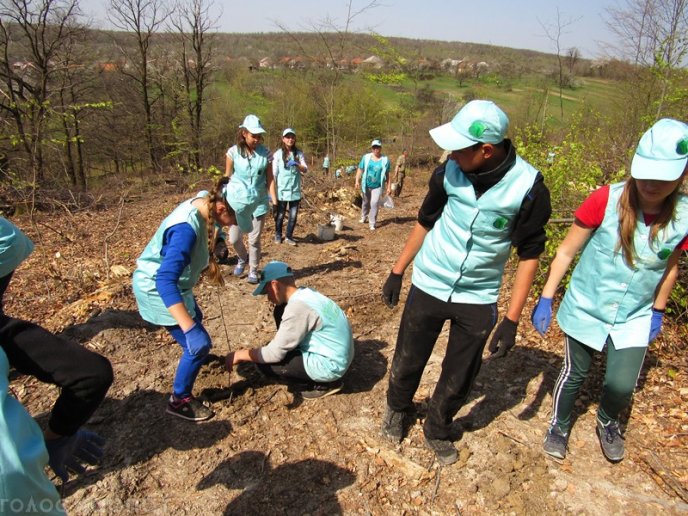 На місці вирубаного лісу у Мукачівському районі висадили цінні породи дерев – 05