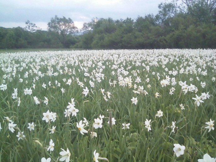 На Хустщині почала цвісти Долина нарцисів – 05