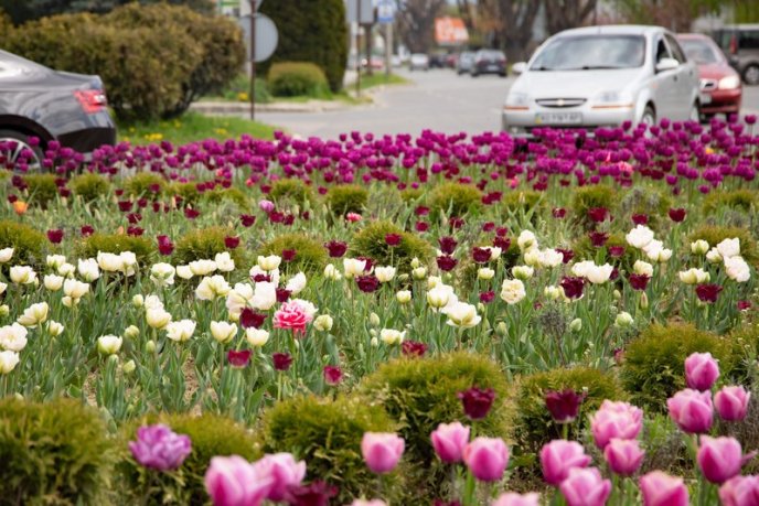 В Ужгороді розквітли понад 40 000 тюльпанів – 07