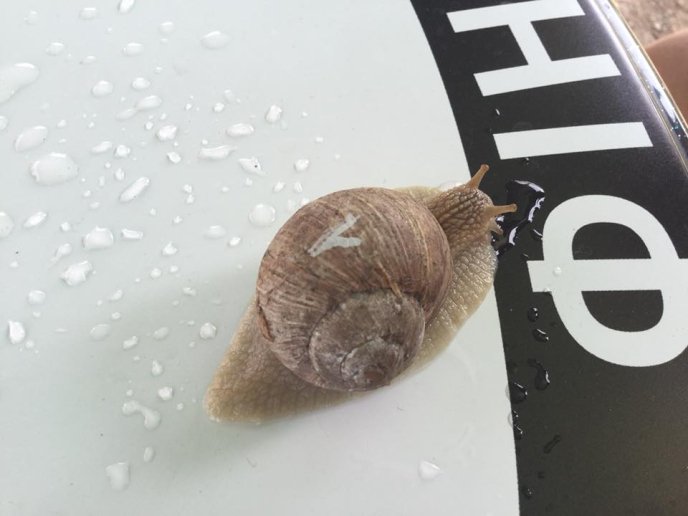 На Перечинщині відбулись незвичні перегони – 17