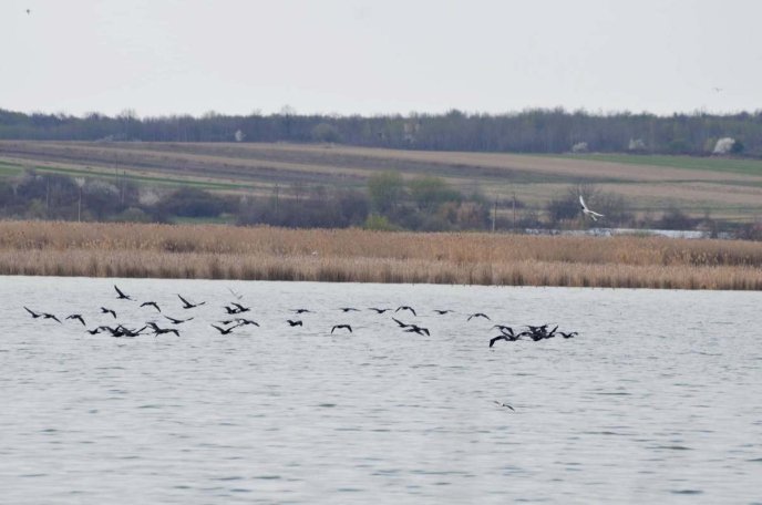 У селі на Мукачівщині зафіксували червонокнижних птахів – 01
