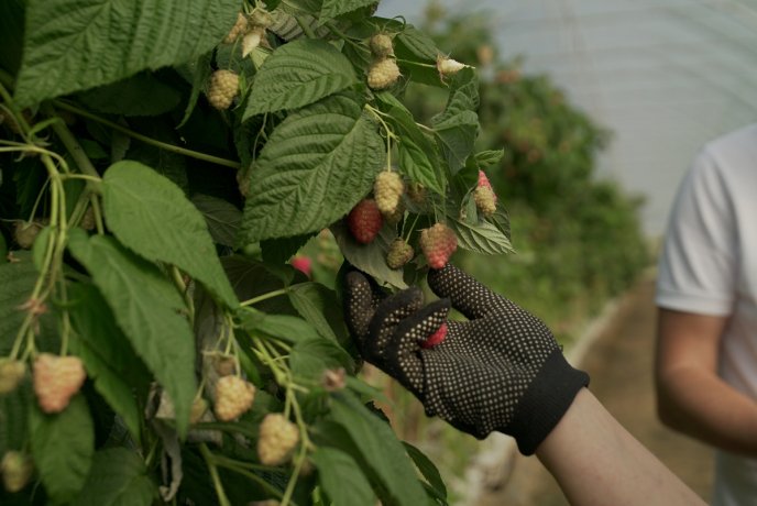 «Солодка» релокація: як на Закарпатті діє сучасна ягідна плантація – 10 «Солодка» релокація: як на Закарпатті діє сучасна ягідна плантація – 10