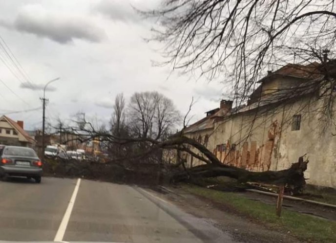 У Мукачеві на дорогу впало дерево і перекрило рух – 02