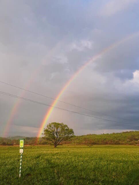 На Закарпатті почала квітнути "Долина нарцисів" – 03
