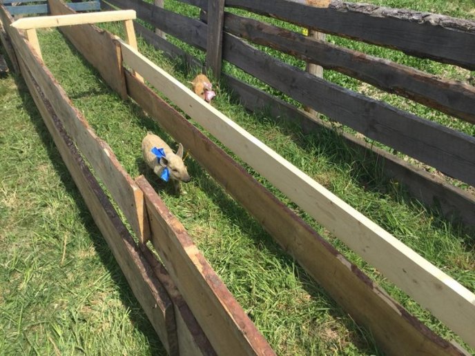 В області пройшли свинячі перегони – 01 В області пройшли свинячі перегони – 01