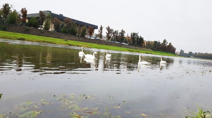 В Ужгород прилетіли семеро "пернатих" гостей – 01