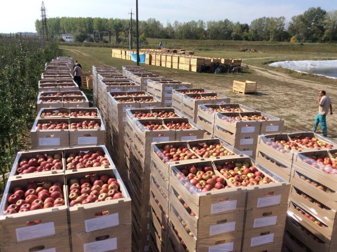 На яблучний ринок країни вривається новий гравець із Закарпаття – 01